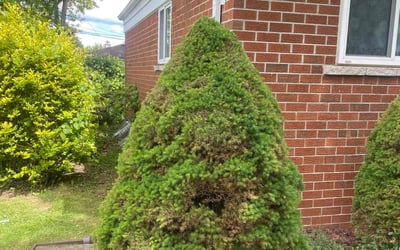 Photo of Megan D.'s yard after getting landscaping in Warren, MI