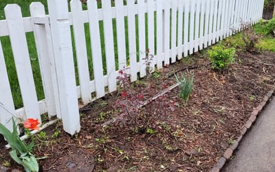 Photo of Jeff K.'s yard after getting landscaping in Rollinsville, CO