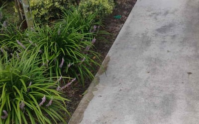 Photo of Sarah V.'s yard after getting tree care in Elkton, FL