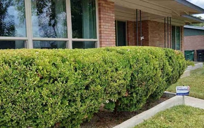 Photo of James B.'s yard after getting landscaping in Charlotte, TX