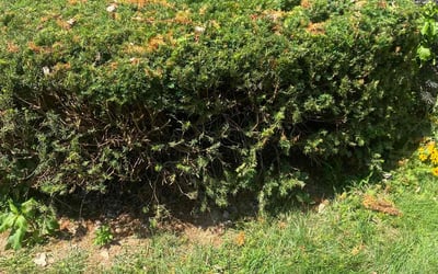 Photo of Robert F.'s yard after getting landscaping in Northwood, OH