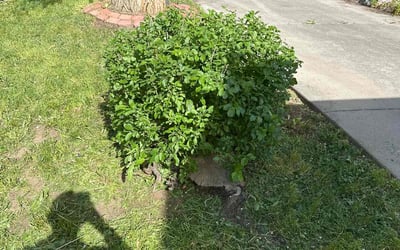 Photo of Laura P.'s yard after getting landscaping in Strasburg, CO