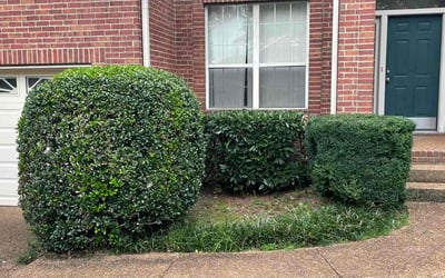 Photo of Selina G.'s yard after getting tree care in Franklin, TN