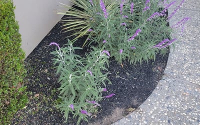 Photo of Matthew M.'s yard after getting landscaping in Los Altos, CA