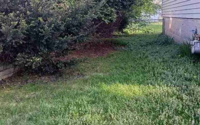 Photo of Dave M.'s yard after getting landscaping in Maple Lake, MN