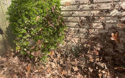 Photo of James K.'s yard after getting landscaping in Maumelle, AR