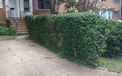 Photo of Robbin A.'s yard after getting tree care in Frederick, MD