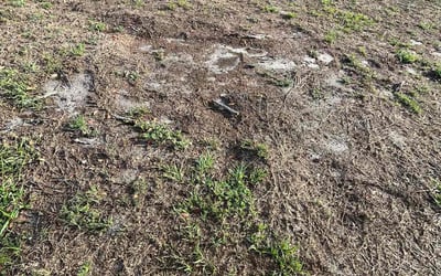 Photo of Christine B.'s yard after getting landscaping in Durant, FL