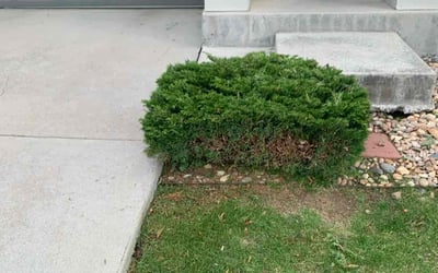 Photo of Taylor W.'s yard after getting landscaping in Evergreen, CO