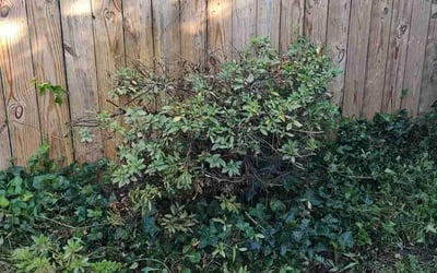 Photo of Patrick B.'s yard after getting landscaping in Saint Leonard, MD