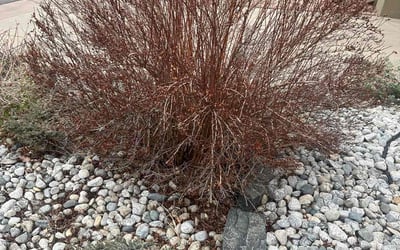 Photo of John D.'s yard after getting landscaping in Golden, CO