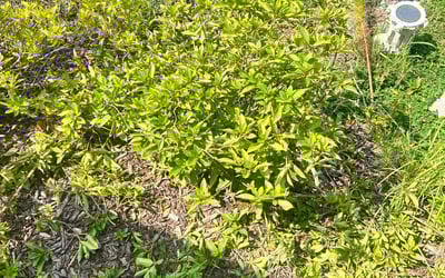 Photo of Susan P.'s yard after getting landscaping in Kenly, NC