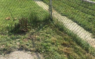 Photo of Tim D.'s yard after getting landscaping in Jackson, WI