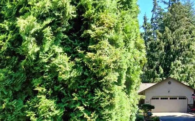 Photo of Stacy M.'s yard after getting landscaping in Snoqualmie Pass, WA