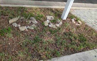 Photo of Theresa T.'s yard after getting landscaping in Port Richey, FL