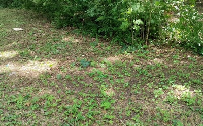 Photo of David B.'s yard after getting landscaping in Brighton, TN