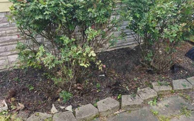 Photo of Ron B.'s yard after getting tree care in Clifton, VA