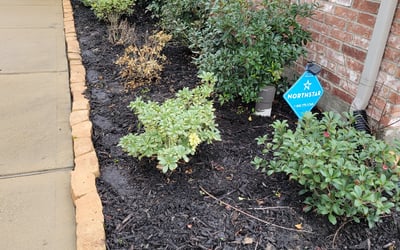 Photo of James H.'s yard after getting tree care in Brazoria, TX