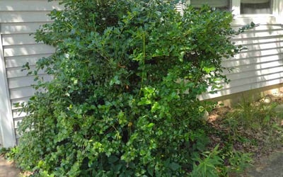 Photo of Lisa R.'s yard after getting landscaping in Utica, OH