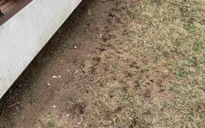 Photo of Morgan C.'s yard after getting landscaping in Silver Spring, MD