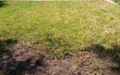 Photo of Mary K.'s yard after getting landscaping in Coupland, TX