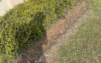 Photo of Kathy C.'s yard after getting landscaping in Springfield, LA