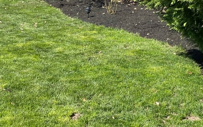 Photo of David M.'s yard after getting landscaping in Warrington, PA