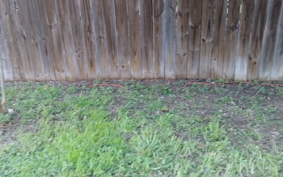 Photo of Donna R.'s yard after getting tree care in Helotes, TX