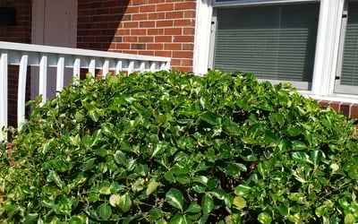 Photo of Miyoshi B.'s yard after getting tree care in Suffolk, VA