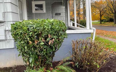 Photo of Angel G.'s yard after getting tree care in Bend, OR