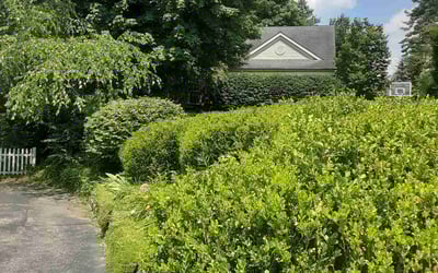 Photo of Brandon A.'s yard after getting landscaping in Melbourne, KY