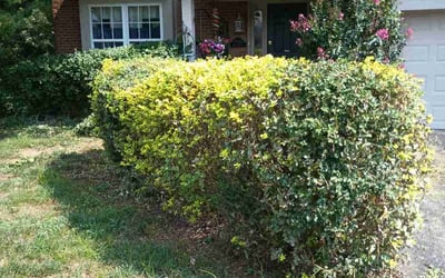 Photo of Brandon A.'s yard after getting landscaping in Okeana, OH