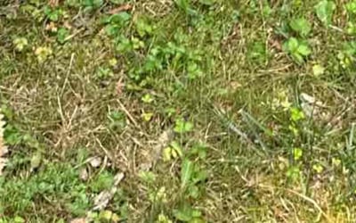 Photo of Erica M.'s yard after getting landscaping in Woodbine, MD