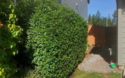 Photo of Michael S.'s yard after getting landscaping in Cornelius, OR