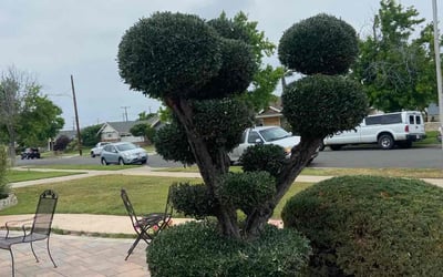 Photo of Amy W.'s yard after getting landscaping in Laguna Hills, CA