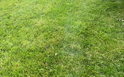 Photo of Shauna M.'s yard after getting landscaping in Mount Orab, OH