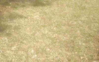 Photo of Nicole W.'s yard after getting landscaping in Hobbsville, NC