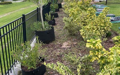 Photo of Emilia V.'s yard after getting tree care in Clermont, FL