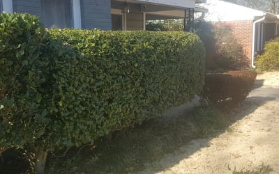 Photo of Robert W.'s yard after getting landscaping in Coldwater, MS