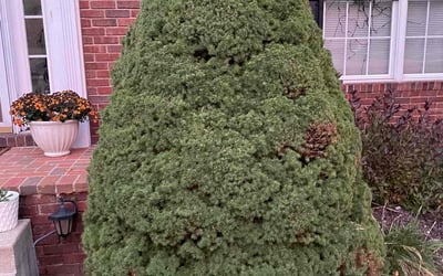 Photo of Carl G.'s yard after getting landscaping in Louisville, OH