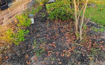 Photo of Chris C.'s yard after getting landscaping in Bellville, TX