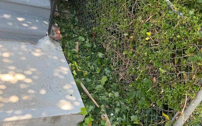 Photo of Nikki L.'s yard after getting landscaping in Gwynn Oak, MD