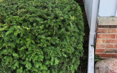 Photo of Jessica B.'s yard after getting landscaping in Fredonia, WI