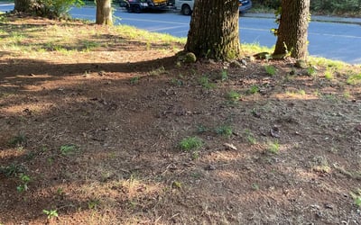 Photo of Jessica C.'s yard after getting landscaping in Cleveland, NC