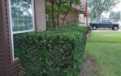 Photo of Angela M.'s yard after getting landscaping in San Felipe, TX
