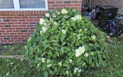 Photo of Robert Y.'s yard after getting landscaping in Davidson, TN