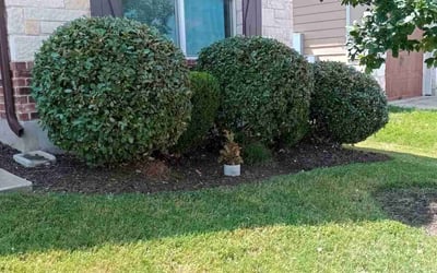 Photo of Dan S.'s yard after getting landscaping in Red Rock, TX