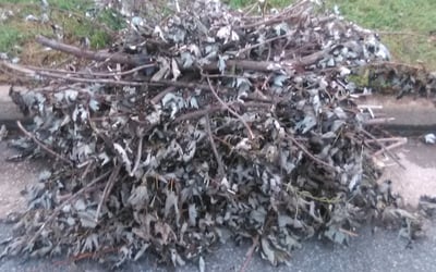 Photo of Kimberly M.'s yard after getting landscaping in Hallieford, VA