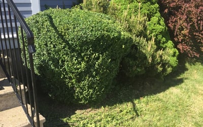 Photo of Patricia D.'s yard after getting landscaping in Athol, MA
