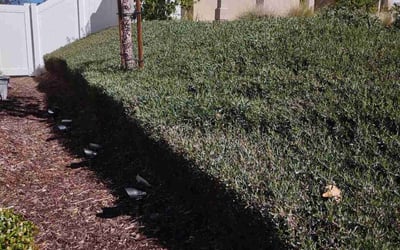 Photo of Ricky S.'s yard after getting landscaping in Chino Hills, CA